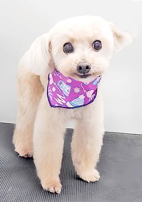 野口ティガちゃん