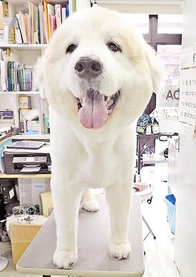 田代メイちゃん