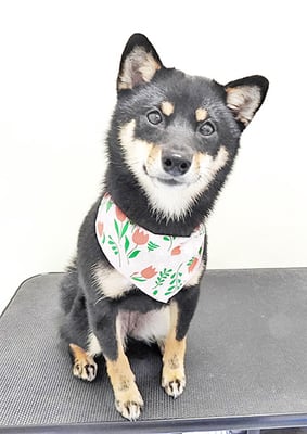 登あんこちゃん