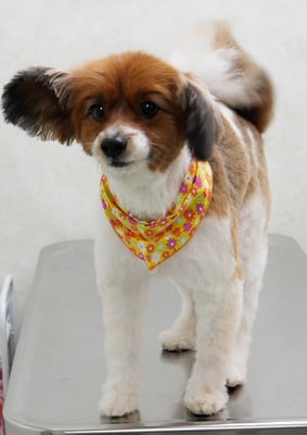 玉利ユズちゃん