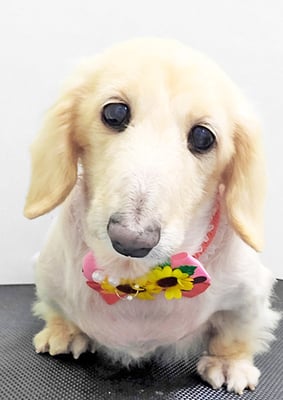 鳥越ハッピーちゃん