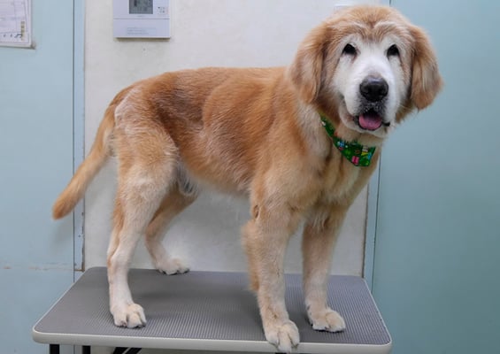 柏木ハクちゃん