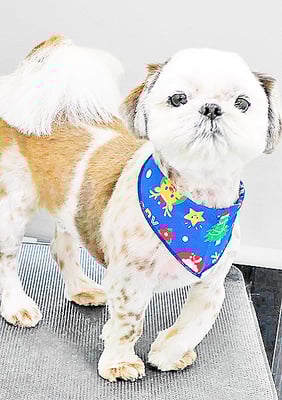 海江田チャ太郎ちゃん