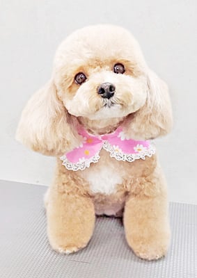 丸山小琴ちゃん