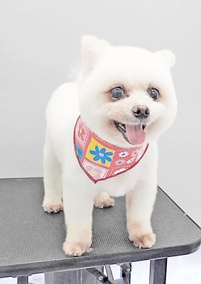 八木ピュアちゃん