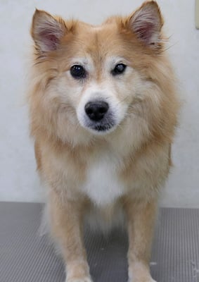 村松ゴンちゃん