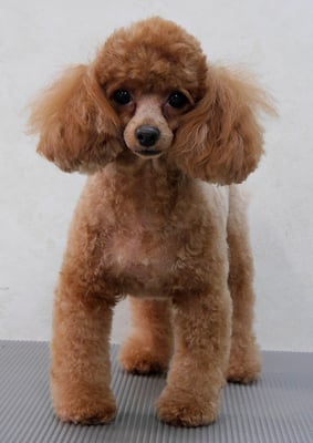 森崎ネネちゃん