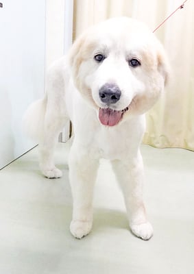 田代メイちゃん