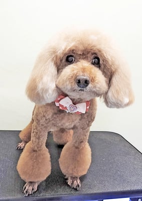 新山モモちゃん