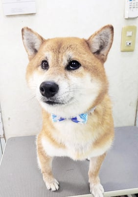 姶良レンちゃん