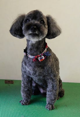 本渡プリンちゃん