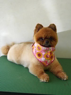 福留テンちゃん