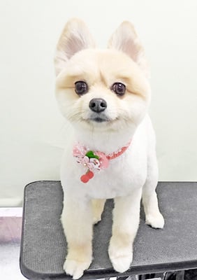 西堂ココちゃん