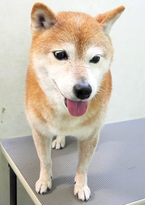 藤井リンちゃん