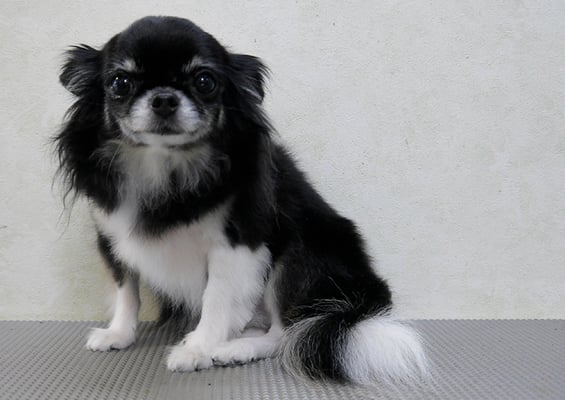 森崎クロちゃん