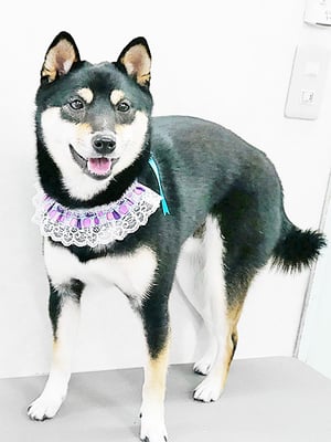 平野れんちゃん