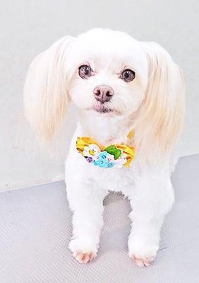 大脇ココアちゃん