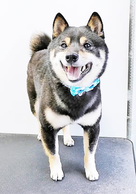 中野めらんちゃん