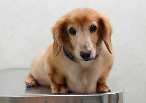 別府リンちゃん