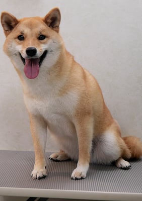 森崎アズキちゃん