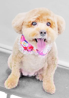 木村プリンちゃん