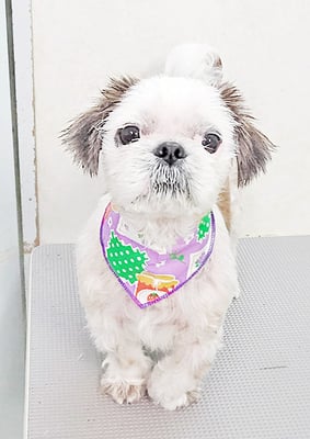 海江田チャ太郎ちゃん