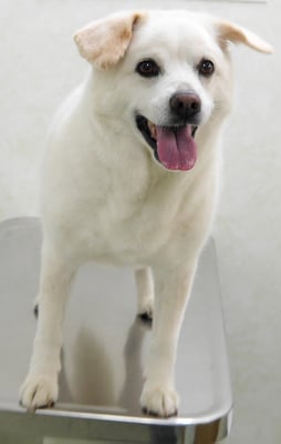 宮屋敷ぼんたちゃん