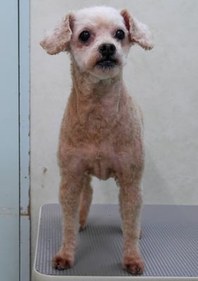 川原モップちゃん