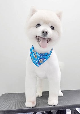 巻木ディーンちゃん