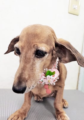 別府モモちゃん