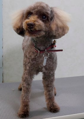 内薗ココアちゃん