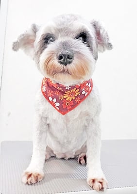 新田つむぎちゃん