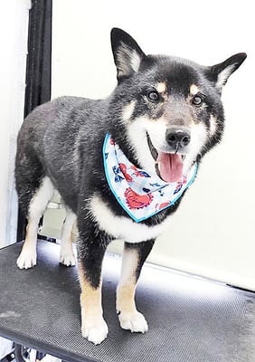 貴島ボタンちゃん