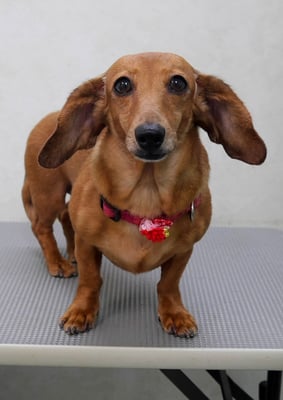 別府モモちゃん