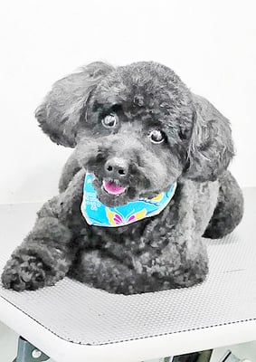 本坊ダノちゃん