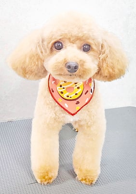 田淵マロンちゃん