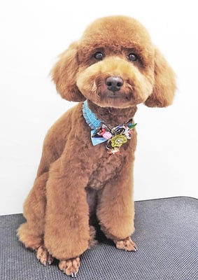 藤本テテちゃん