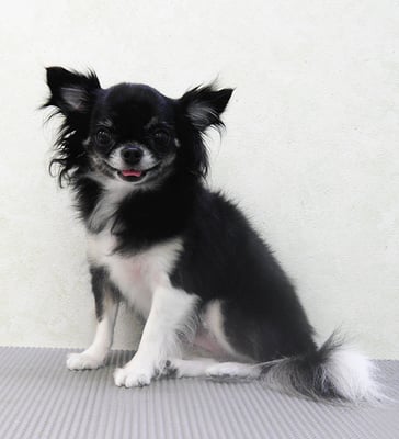 森崎クロちゃん