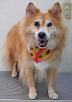 村松ゴンちゃん