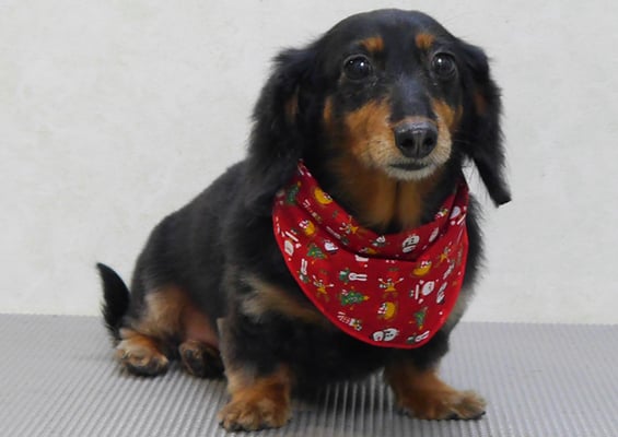 山下マルチョンちゃん