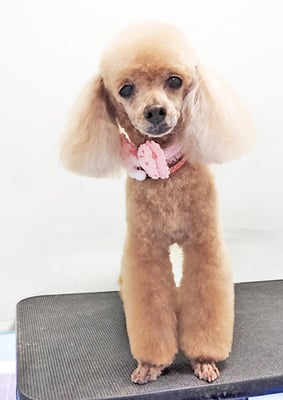 平松クーちゃん