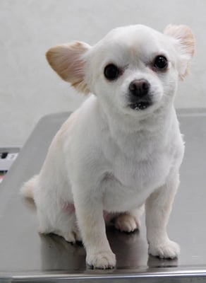 森崎ヒメちゃん