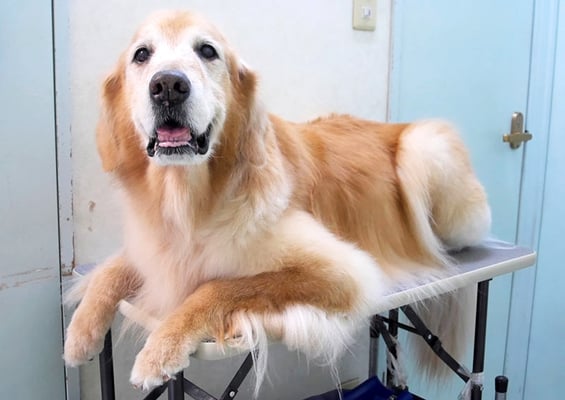 園田ファミレちゃん