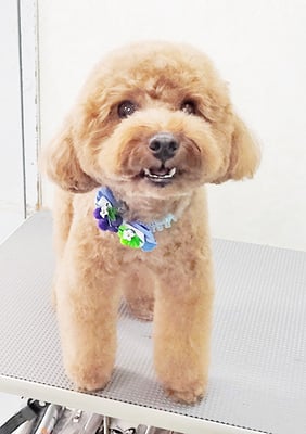 吉村弦之介ちゃん