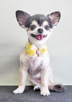 鮫島ララちゃん