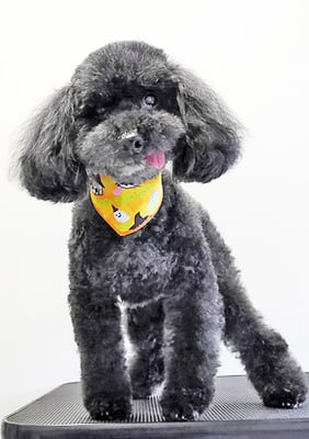 藤村スピナちゃん