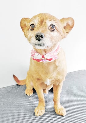 助村ルウちゃん