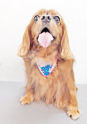 橋口ルビーちゃん