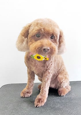 小野原モアちゃん