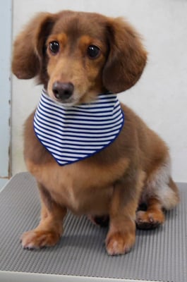 常松タンちゃん